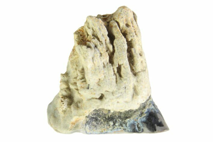 Fossil Dinosaur (Triceratops) Shed Tooth - Montana #339794